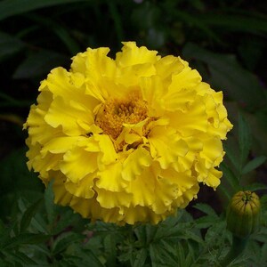 100+ Orange African Marigold Seeds, Tagetes Erecta, Giant Marigold, Large Orange Flowers, Summer Garden image 5