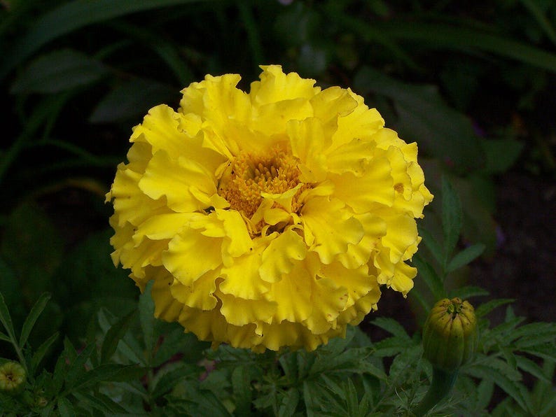 100+ Orange African Marigold Seeds, Tagetes Erecta, Giant Marigold, Large Orange Flowers, Summer Garden image 5