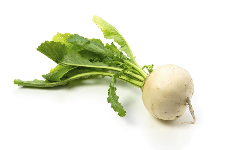 Op de afbeelding: Een enkele witte knolraap met een gladde, ronde bol en een bosje levendig groene, gekartelde bladeren die vanaf de bovenkant uitsteken. Een dunne, lichtgekleurde wortel steekt uit de onderkant van de bol, die een schoon, mat oppervlak heeft.