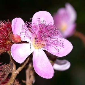 Peut inclure: Une fleur rose vive dot&eacute;e de cinq p&eacute;tales d&eacute;licats et d'un bouquet dense et pro&eacute;minent d'&eacute;tamines violet fonc&eacute; au centre. &Agrave; c&ocirc;t&eacute; de la fleur &eacute;panouie, une capsule de graines &eacute;pineuse brun rouge&acirc;tre est visible sur une tige ligneuse fine.