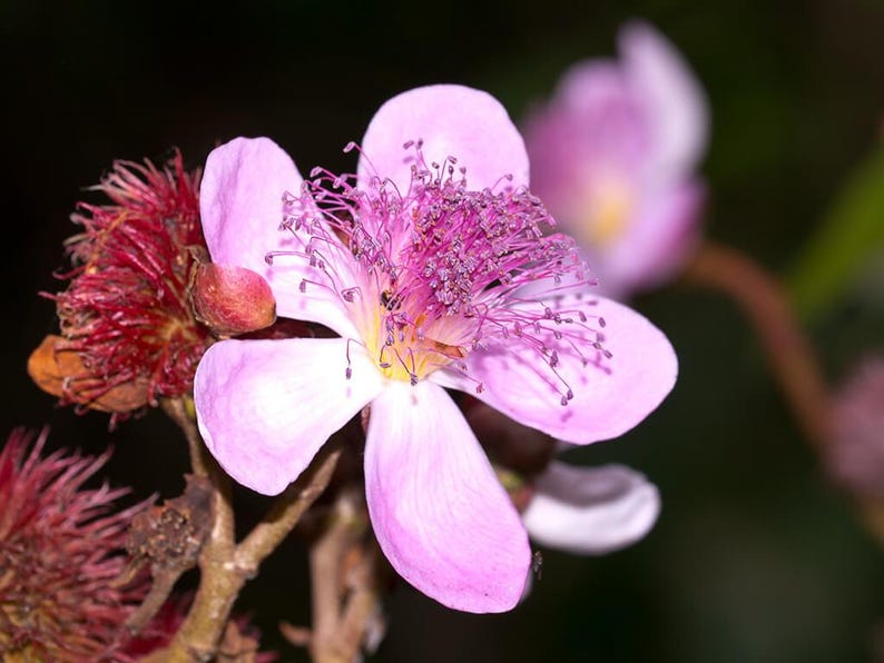 Peut inclure: Une fleur rose vive dot&eacute;e de cinq p&eacute;tales d&eacute;licats et d'un bouquet dense et pro&eacute;minent d'&eacute;tamines violet fonc&eacute; au centre. &Agrave; c&ocirc;t&eacute; de la fleur &eacute;panouie, une capsule de graines &eacute;pineuse brun rouge&acirc;tre est visible sur une tige ligneuse fine.