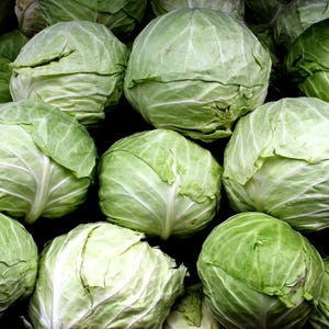 100+ Cabbage Express Seeds, Brassica oleracea, Crucifers image 4