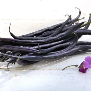 10-30 Purple Pod Bean Seeds, Phaseolus vulgaris, Fiery Violet Pods, Purple French Beans image 4