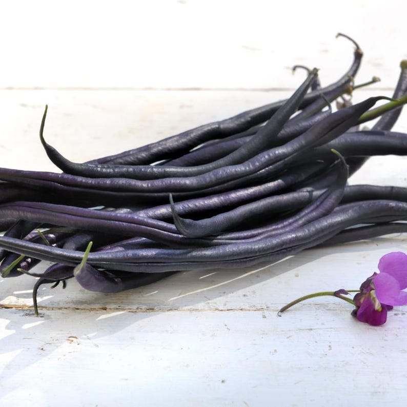 10-30 Purple Pod Bean Seeds, Phaseolus vulgaris, Fiery Violet Pods, Purple French Beans image 4