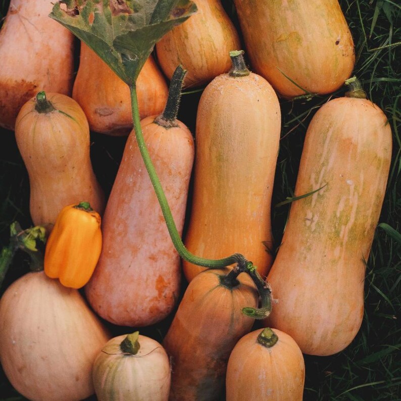 10-25 pestek dyni piżmowej, dyni piżmowej, dyń, tykw i melonów zdjęcie 7