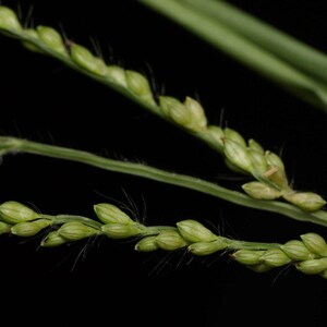 100-500 Brown Top Millet Seeds, Brachiaria ramosa, Korle, Indian Millet Grain image 3