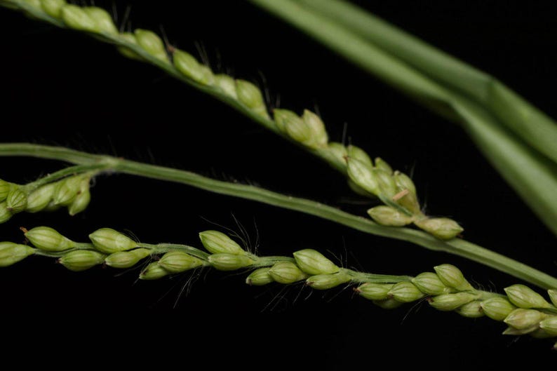 100-500 Brown Top Millet Seeds, Brachiaria ramosa, Korle, Indian Millet Grain image 3
