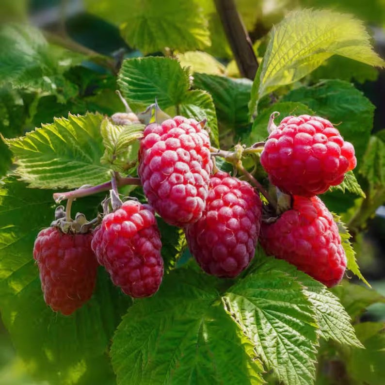 100-300-1500 graines de framboise géante Maroseika, Rubus idaeus, framboise Maroseika, gros fruit, graines de framboise de jardin image 6