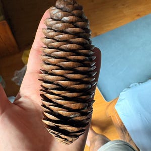 One Picea smithiana Cone, Himalayan Spruce Botanical Craft Supply image 2