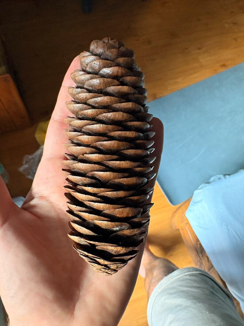One Picea smithiana Cone, Himalayan Spruce Botanical Craft Supply image 2