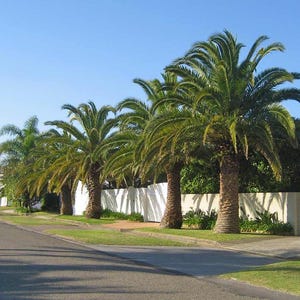 10+ Phoenix Canariensis Frön, Kanarieöarnas Dadelpalm, Kanariepalmfrön, Prydnadspalm bild 12