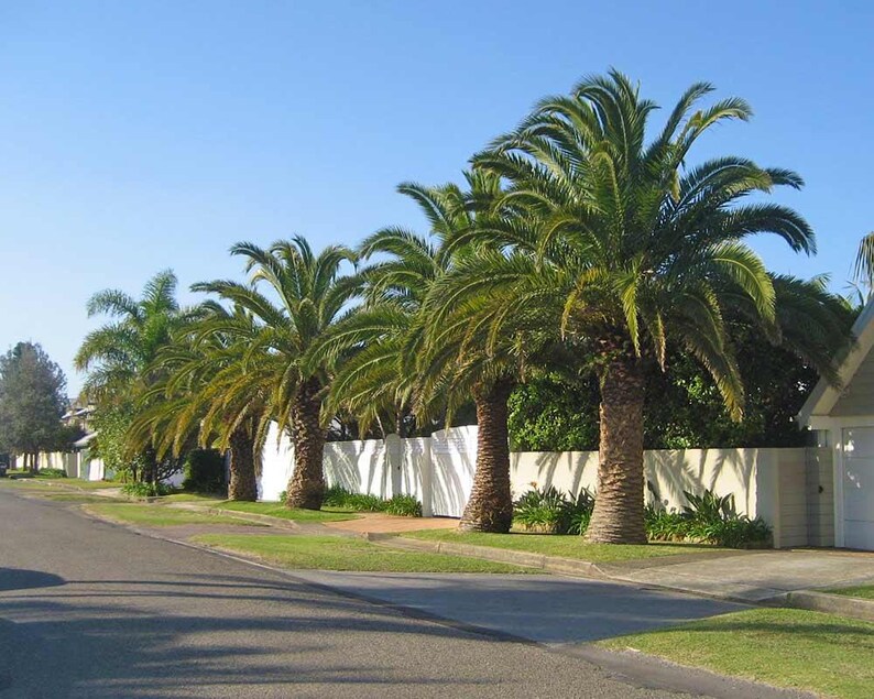 10+ Phoenix Canariensis Frön, Kanarieöarnas Dadelpalm, Kanariepalmfrön, Prydnadspalm bild 12