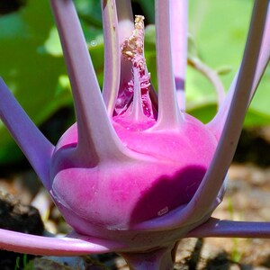 Meer dan 100 paarse koolrabizaden, Brassica oleracea, Duitse raap, Knol Khol afbeelding 2
