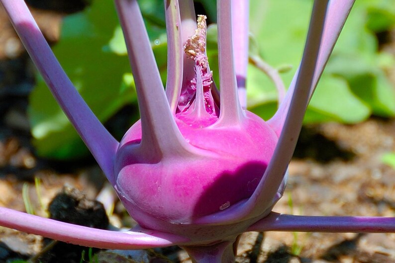 Meer dan 100 paarse koolrabizaden, Brassica oleracea, Duitse raap, Knol Khol afbeelding 2