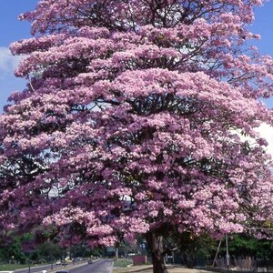 Peut inclure: Un grand arbre mature dot&eacute; d'une canop&eacute;e dense et arrondie, couverte de fleurs rose vif. L'arbre pr&eacute;sente un tronc sombre et textur&eacute; ainsi que des branches qui s'&eacute;tendent vers l'ext&eacute;rieur, formant une silhouette pleine et sym&eacute;trique.