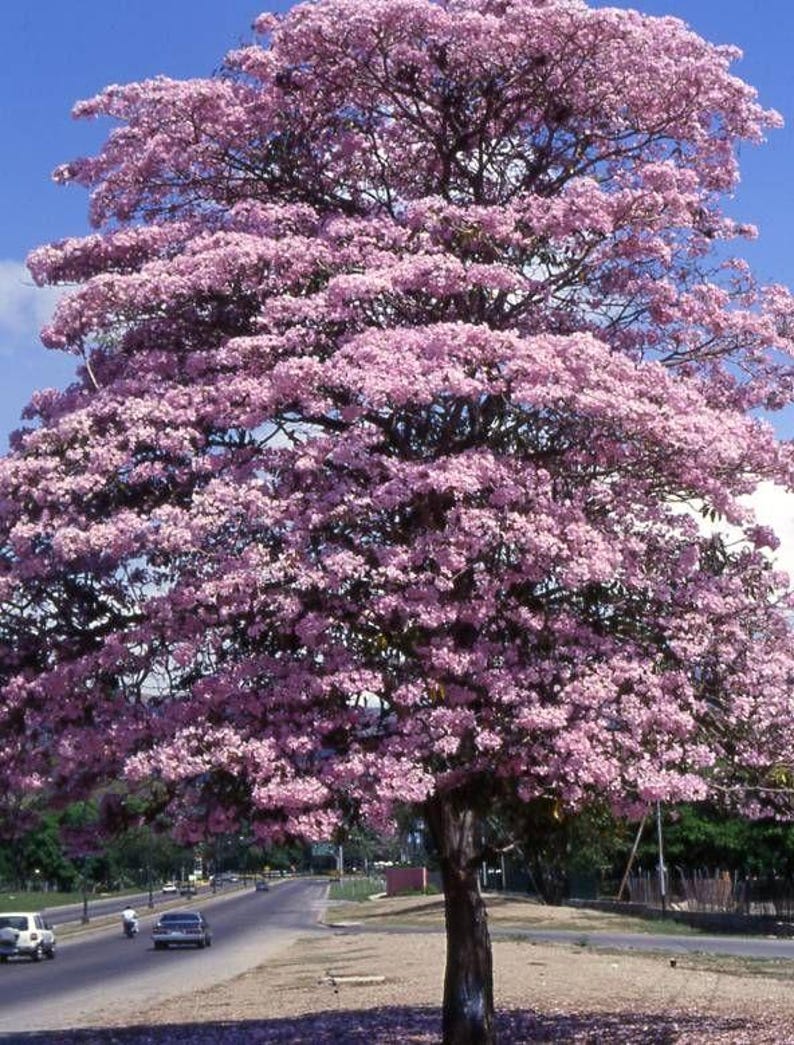 Peut inclure: Un grand arbre mature dot&eacute; d'une canop&eacute;e dense et arrondie, couverte de fleurs rose vif. L'arbre pr&eacute;sente un tronc sombre et textur&eacute; ainsi que des branches qui s'&eacute;tendent vers l'ext&eacute;rieur, formant une silhouette pleine et sym&eacute;trique.