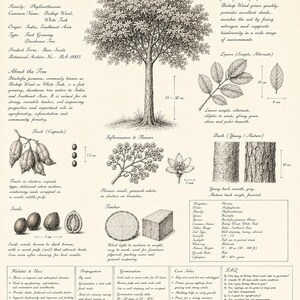 以下が含まれることがあります： Bischofia javanicaと題された植物教育ポスター。木、葉、果実、花、樹皮、種子の詳細な白黒インク画に加え、説明文とセンチメートル単位の測定値が記載されています。