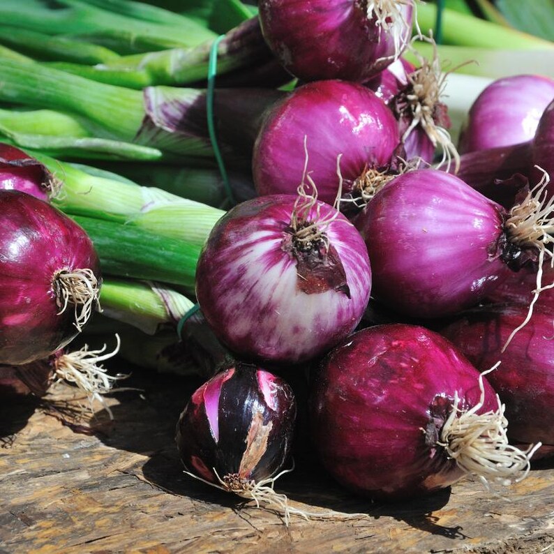 Oltre 50 semi di cipolla rossa selezionati, Allium cepa, cipolla a bulbo rosso, cipolla viola immagine 11