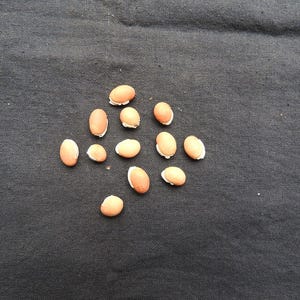 Más de 15 semillas pequeñas de frijol lima marrón, Phaseolus lunatus, Balar Dal, Avarekalu imagen 3