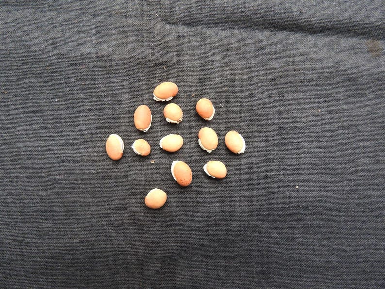Más de 15 semillas pequeñas de frijol lima marrón, Phaseolus lunatus, Balar Dal, Avarekalu imagen 3