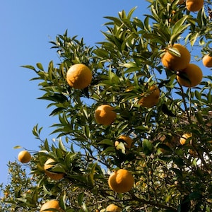 10+ Sweet Orange Seeds, Citrus sinensis, Citrus Tree image 1