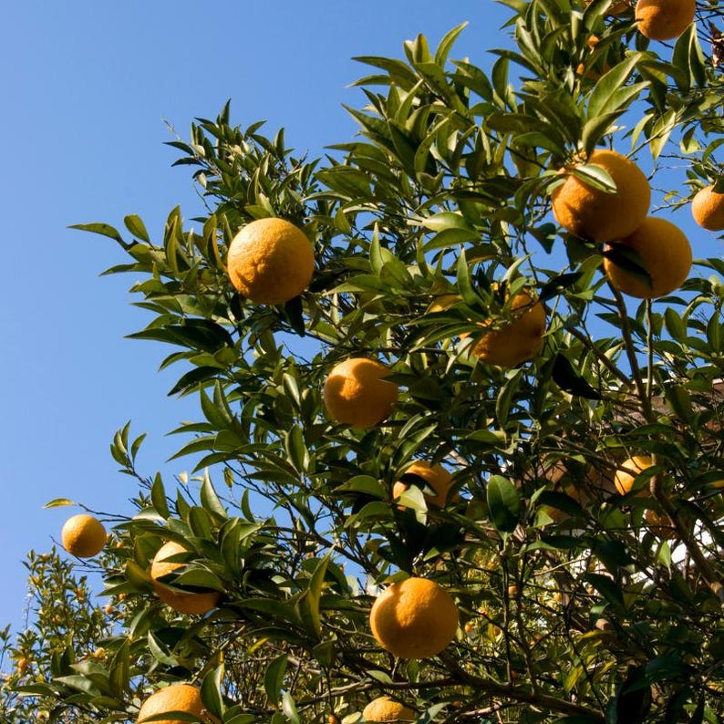 10+ Sweet Orange Seeds, Citrus sinensis, Citrus Tree image 1