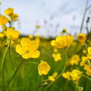 15+ Chinese Buttercup Seeds, Ranunculus cantoniensis, Wild Meadow Flower image 1