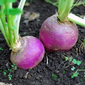 300+ Purple Top White Globe Turnip Seeds, Brassica rapa, White Root Vegetable image 7