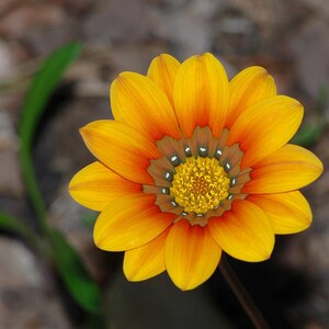 Plus de 100 graines de Gazania (Gazania rigens), marguerite africaine, fleurs aux couleurs mélangées image 5