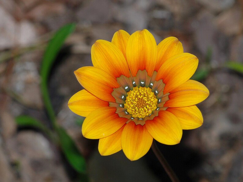 Plus de 100 graines de Gazania (Gazania rigens), marguerite africaine, fleurs aux couleurs mélangées image 5