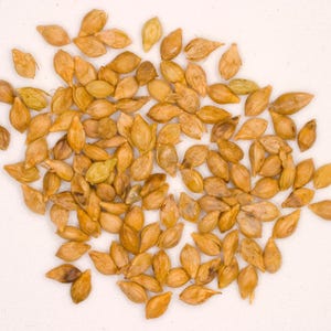 May include: A collection of numerous small, oval-shaped, golden-brown grains scattered across the frame. Each individual grain features a smooth, hard outer husk with a pointed tip and a slightly textured surface, displaying varied shades of tan.