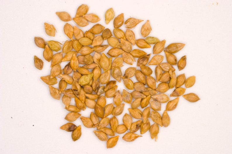 May include: A collection of numerous small, oval-shaped, golden-brown grains scattered across the frame. Each individual grain features a smooth, hard outer husk with a pointed tip and a slightly textured surface, displaying varied shades of tan.