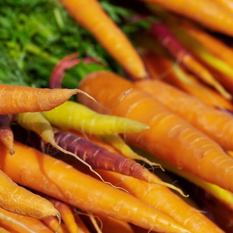 100+ morotsvitaminfrön, Daucus carota, apelsinrotgrönsak bild 5