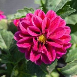 Mais de 50 sementes de zínia dupla mista, Zinnia elegans, flores de cores variadas, flor de corte. imagem 8