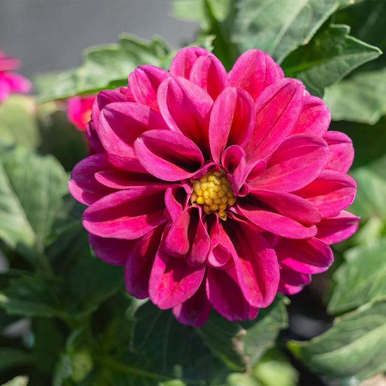 Mais de 50 sementes de zínia dupla mista, Zinnia elegans, flores de cores variadas, flor de corte. imagem 8