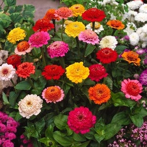 Pode incluir: Um grupo vibrante de flores Zinnia com uma paleta diversificada de cores, incluindo vermelho brilhante, amarelo sol, rosa suave, magenta profundo e laranja. As flores exibem p&eacute;talas densas e em camadas sobre caules verdes.