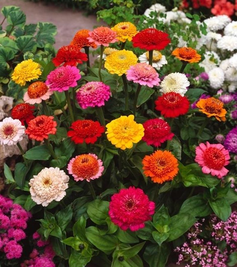 Pode incluir: Um grupo vibrante de flores Zinnia com uma paleta diversificada de cores, incluindo vermelho brilhante, amarelo sol, rosa suave, magenta profundo e laranja. As flores exibem p&eacute;talas densas e em camadas sobre caules verdes.