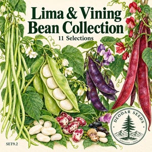 Lima & Vining Bean Collection Seeds, 11 Seed Varieties, 115+ Seeds, Lima Beans, Vaal