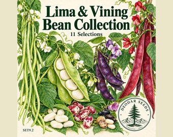 115+ Lima & Vining Bean Collection Seeds, 11 Seed Varieties, Lima Beans, Vaal