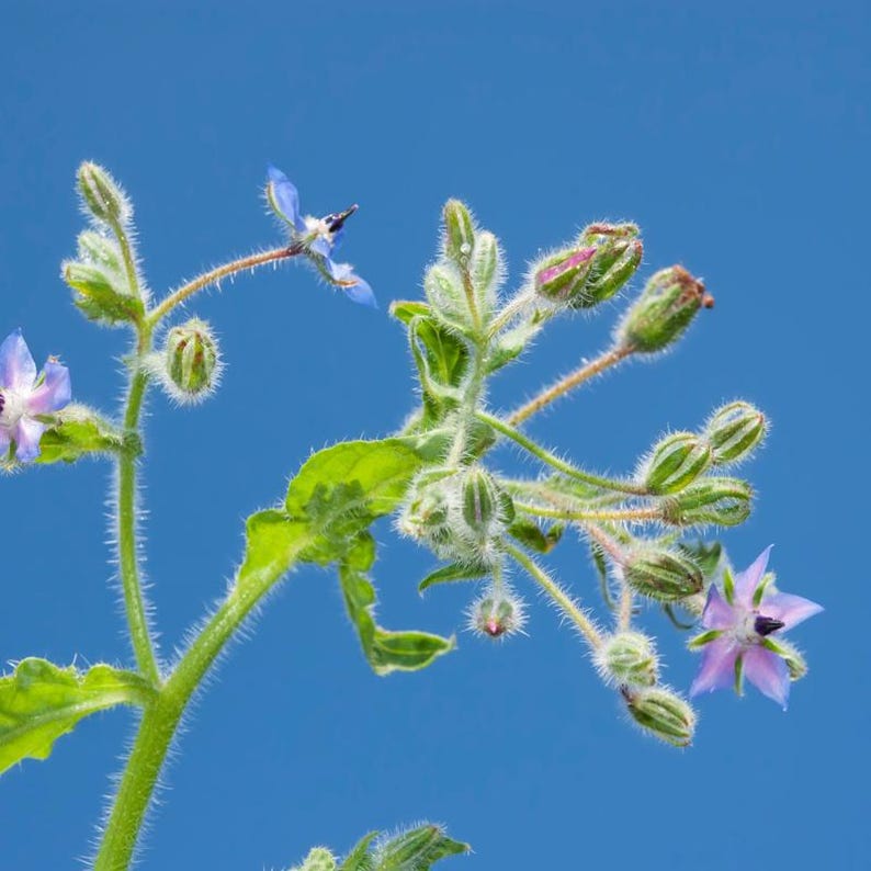 Más de 15 semillas de borraja, Borago officinalis, flor de estrella azul, hierba comestible. imagen 6