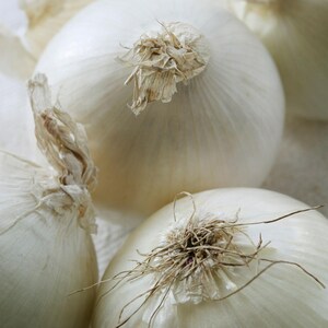 May include: A cluster of three whole white onions with smooth, papery outer skins. Each onion features a dried, fibrous stem end with light brown, wispy roots and a rounded, bulbous shape, showcasing the crisp, clean texture of the vegetable.
