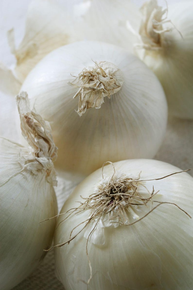 May include: A cluster of three whole white onions with smooth, papery outer skins. Each onion features a dried, fibrous stem end with light brown, wispy roots and a rounded, bulbous shape, showcasing the crisp, clean texture of the vegetable.