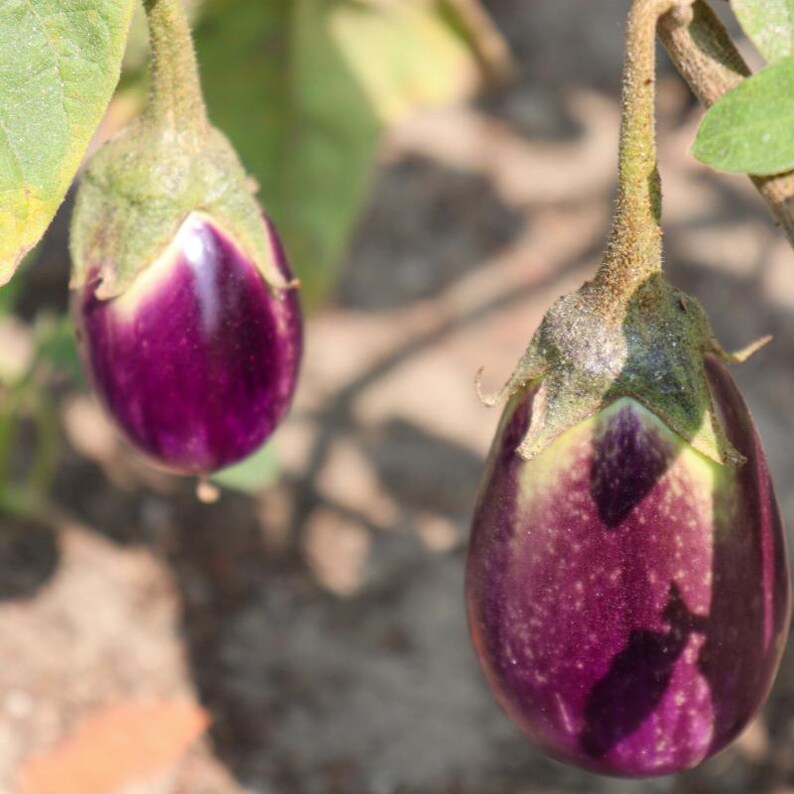 Más de 300 semillas de berenjena redonda morada, Solanum melongena, berenjena redonda morada, berenjena imagen 4