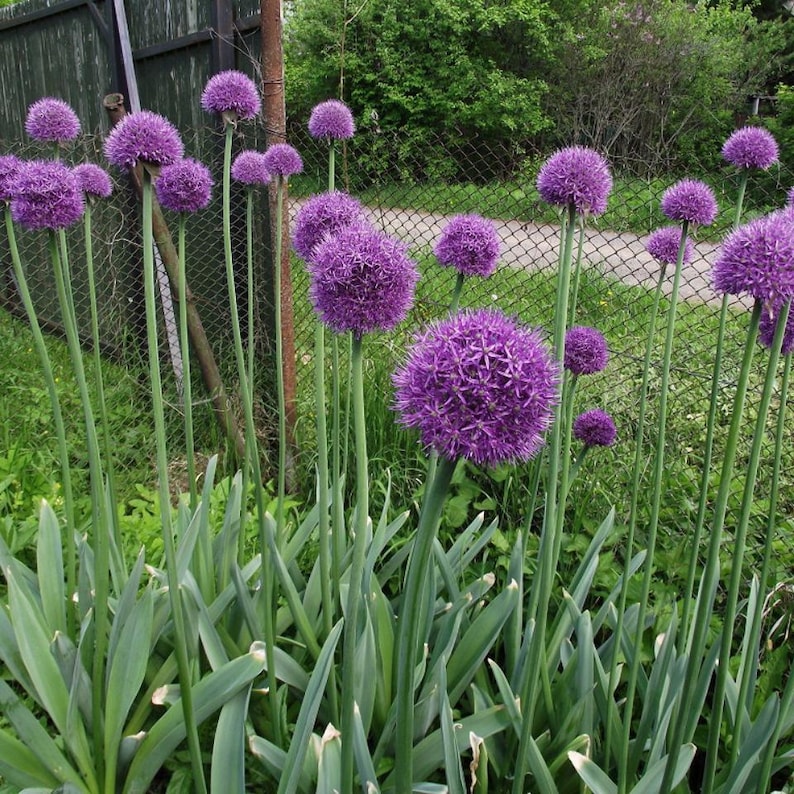 Más de 30 semillas de Allium de flores moradas, Allium atropurpureum, cebolla ornamental imagen 4