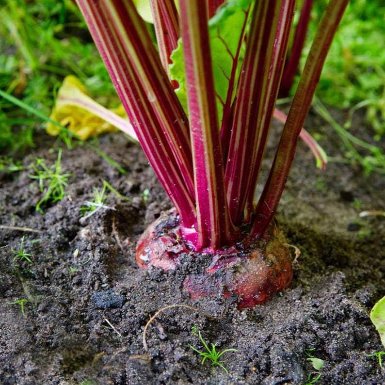 Über 100 Samen der Sorte Rosy Red 555 Rote Bete (Beta vulgaris), Wurzelgemüse Bild 9