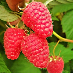 Peut inclure: Un groupe de quatre framboises rouges m&ucirc;res et &eacute;clatantes suspendues &agrave; une tige verte. Chaque baie pr&eacute;sente une surface textur&eacute;e et bossel&eacute;e avec de minuscules poils fins visibles sur les drup&eacute;oles. Le fruit est rouge vif et conique.
