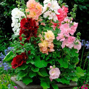 Peut inclure: Une grande jardini&egrave;re carr&eacute;e en pierre gris fonc&eacute; remplie d'un arrangement vibrant de fleurs de rose tr&eacute;mi&egrave;re multicolores. Les fleurs pr&eacute;sentent des p&eacute;tales fronc&eacute;s dans des tons rouge fonc&eacute;, rose tendre, p&ecirc;che, blanc et cr&egrave;me sur des tiges vertes.