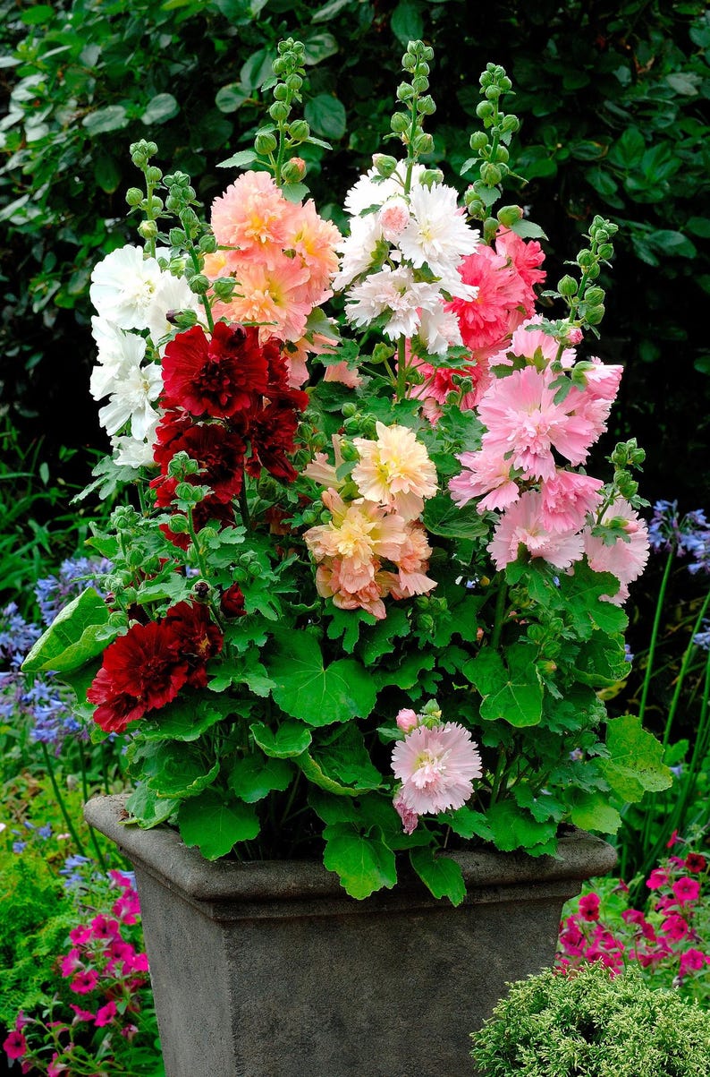 Peut inclure: Une grande jardini&egrave;re carr&eacute;e en pierre gris fonc&eacute; remplie d'un arrangement vibrant de fleurs de rose tr&eacute;mi&egrave;re multicolores. Les fleurs pr&eacute;sentent des p&eacute;tales fronc&eacute;s dans des tons rouge fonc&eacute;, rose tendre, p&ecirc;che, blanc et cr&egrave;me sur des tiges vertes.