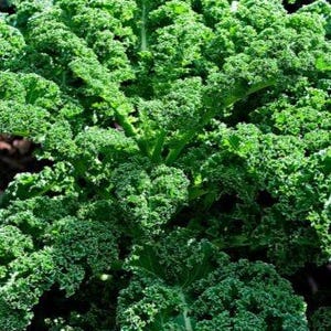 Pu&ograve; includere: Una pianta di cavolo riccio verde brillante con foglie dense, arricciate e increspate che si irradiano da uno stelo centrale. Il fogliame presenta un ricco colore smeraldo profondo con bordi strutturati che creano un aspetto stratificato.