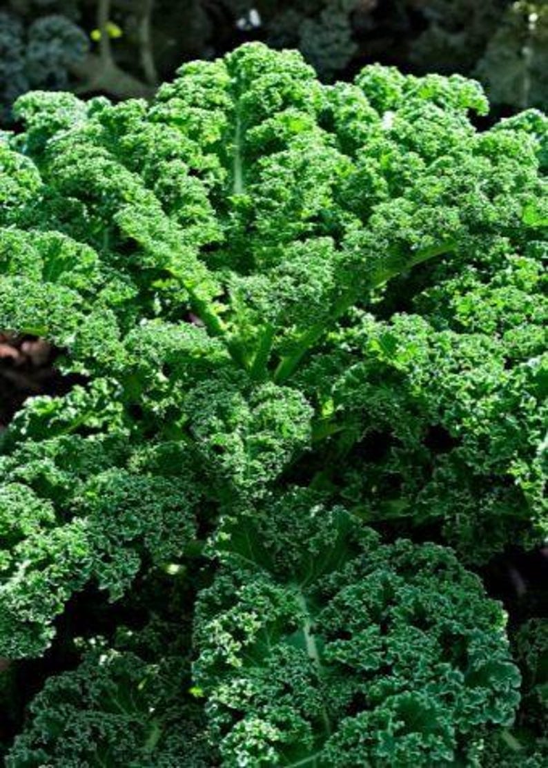 Pu&ograve; includere: Una pianta di cavolo riccio verde brillante con foglie dense, arricciate e increspate che si irradiano da uno stelo centrale. Il fogliame presenta un ricco colore smeraldo profondo con bordi strutturati che creano un aspetto stratificato.